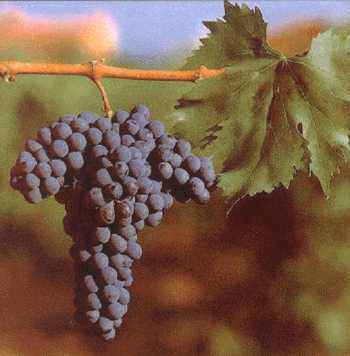 grapes